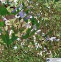high-resolution-satellite-imagery-landsat-brazil.jpg